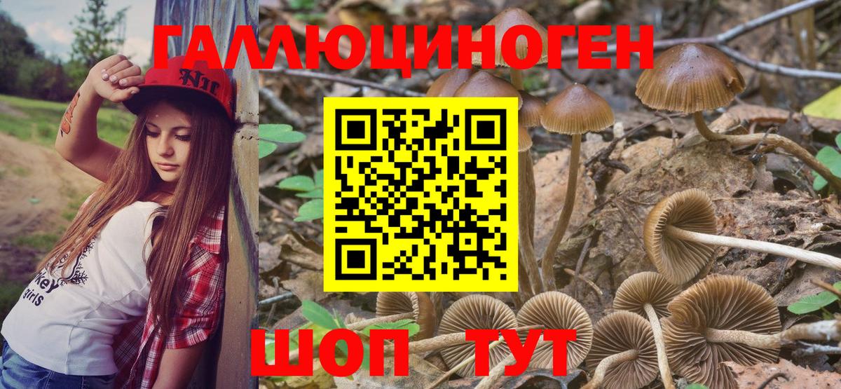 Галлюциногенные грибы Psilocybe Новошахтинск